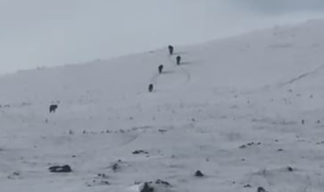 Karla kaplı arazide kurt sürüsü görüntülendi