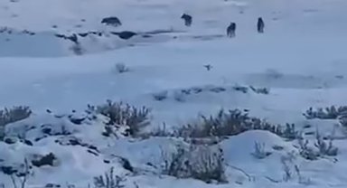 Kars'ta kurt sürüsü böyle görüntülendi