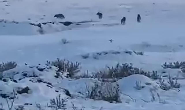 Kars'ta kurt sürüsü böyle görüntülendi