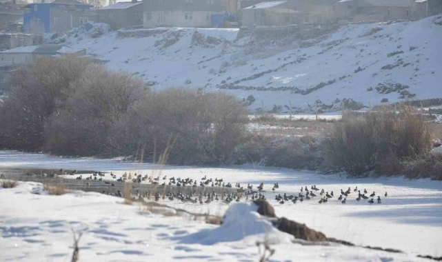Kars'ta Yaban ördekleri bir arada görüntülendi