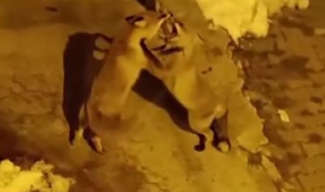 Kedilerin mamalarından tilkiler de nasipleniyor