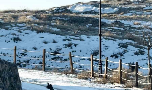 Kekliklerin kar altında yiyecek telaşı
