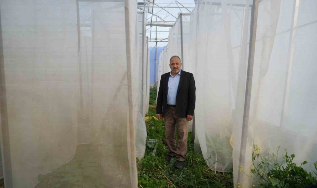 Kenevir kabinlerinde melezleme yöntemiyle yeni kenevir çeşitleri elde etmeye çalışıyorlar