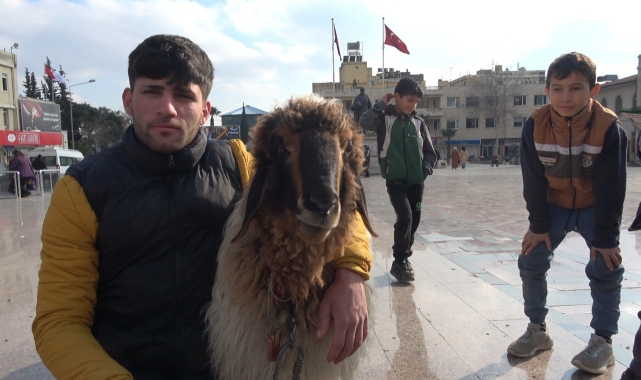 Kilis sokaklarında koyunu ile gezen genç ilgi odağı oldu