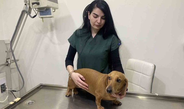 Kış aylarında evcil hayvanların aşılarını ihmal etmeyin