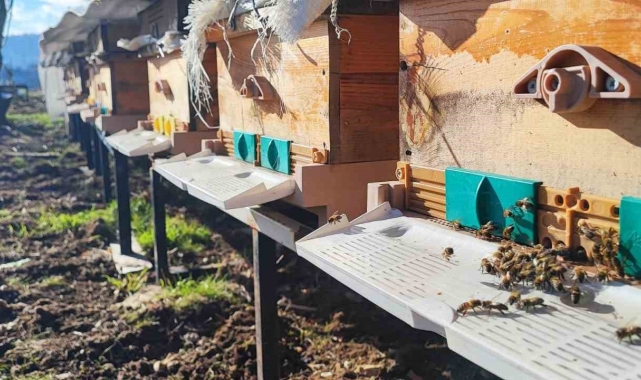 Konya'da 1700 rakımlı yaylada arılar polen getirmeye başladı