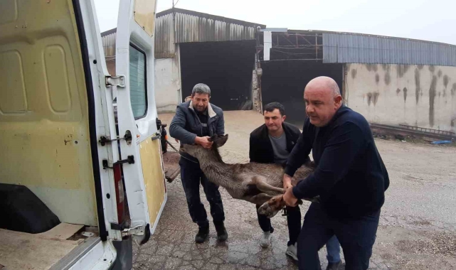 Köpeklerin saldırısına uğrayan karaca, vatandaşlar tarafından kurtarıldı