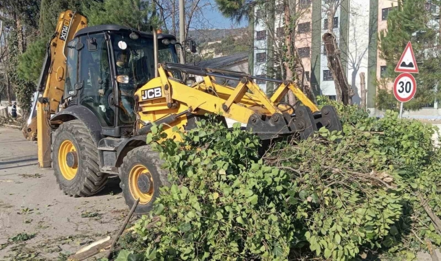 Körfez'de ağaçların bakımı sürüyor