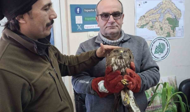 Kovada Gölü'nde yaralı bulunan şahinler tedavi altına alındı