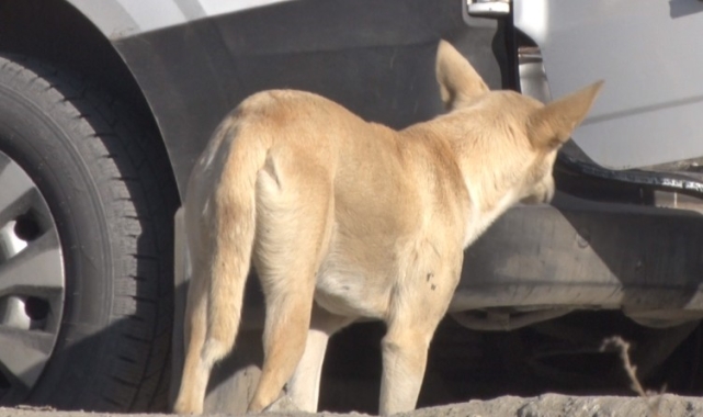 Mamak'ta köpek sürüsünün saldırdığı kadın canını zor kurtardı