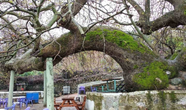 Manisa&#039;da 2 bin yıllık çınar ağacı ziyaretçi akınına uğruyor