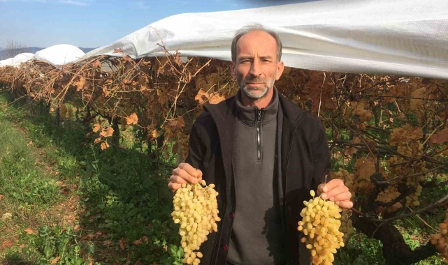 Manisa'da 6 aydır üzüm hasadı devam ediyor
