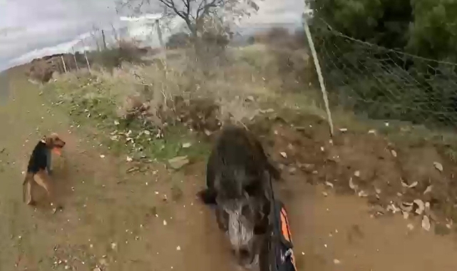 Manisa'da domuzun avcıya saldırdığı anlar kameraya yansıdı