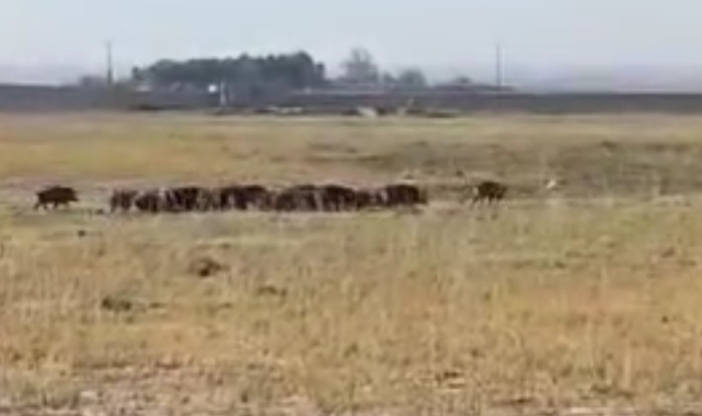 Mardin'de domuz sürüsü cep telefonu kamerasına yansıdı