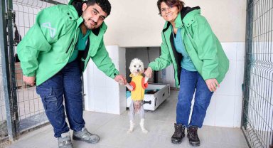 Mersin'de bin patili dost sıcak yuvaya kavuştu
