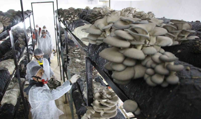 Meslek liseliler, 2 yılda 15 ton mantar üretip 1 milyon TL kazandırdı