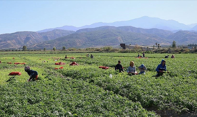 Mevsimlik tarım işçileri için 25 milyon lira kaynak ayrıldı
