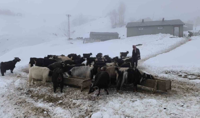 Muş'ta besiciler karla mücadeleye devam ediyor