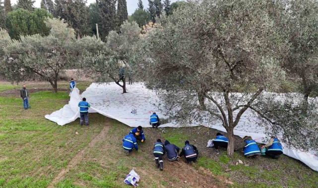 Nazilli Belediyesi'nden zeytin hasadı