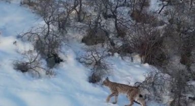 Nesli tükenme tehlikesi altında olan 'ormanın hayaleti vaşak' Bayburt'ta drone kamerasıyla görüntülendi