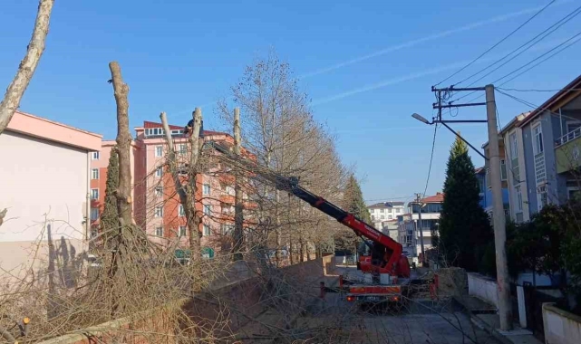 Öğrencilerin güvenliği için okullardaki ağaçlar budanıyor
