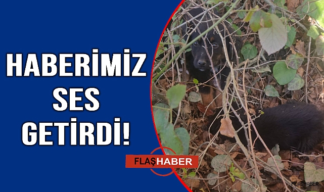 Ölüme terk edilen köpekler kurtarıldı