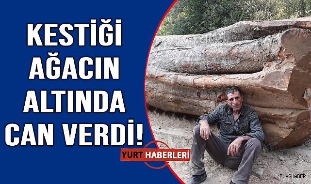 Orman işçisi kestiği ağacın altında hayatını kaybetti