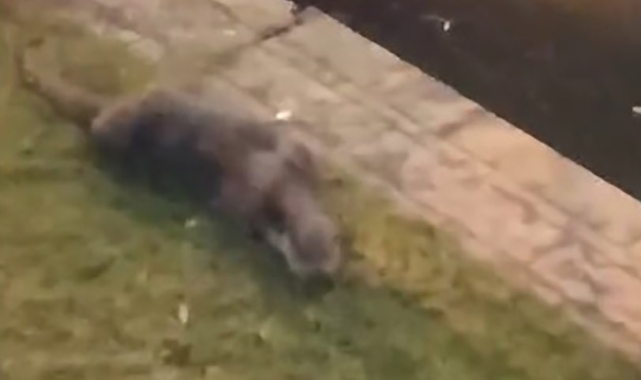 Porsuk Çayı'ndan çıkan su samuru görenleri tedirgin etti