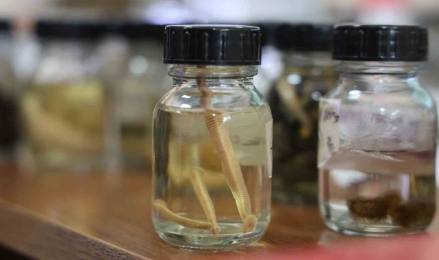 Prof. Dr. Naim Sağlam: "Tıbbi sülükler yalnızca uzman kişilerce kullanılmalı"