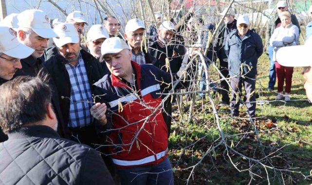 Samsun'da fındık budama yarışması