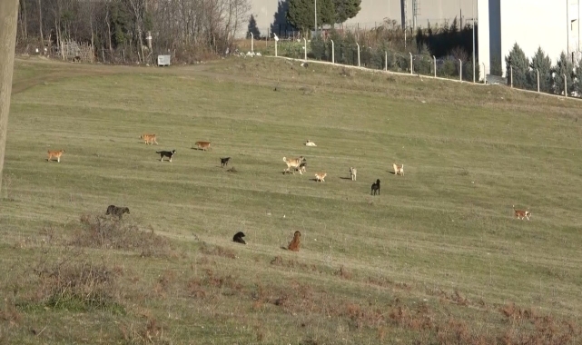 Samsun'un kırsal mahallelerinde başıboş köpek istilası: Mahalleli korku içinde