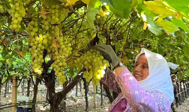 Sarıgöl'de kadın işçi yevmiyeleri 100 TL zamlandı