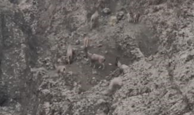 Sarp kayalıkları onlardan soruluyor: Koruma altındaki dağ keçileri sürü halinde görüldü