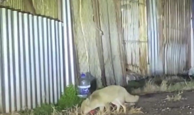 Şehir merkezine inen iki tilki ve çakallar kamerada