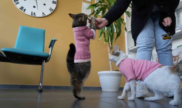 Sevginin ve azmin simgesi: Üç bacaklı "Tripot"