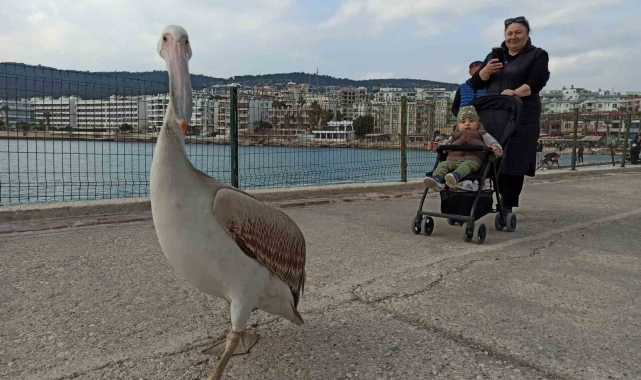 Silifke sahillerinde dolaşan pelikan insanların maskotu oldu