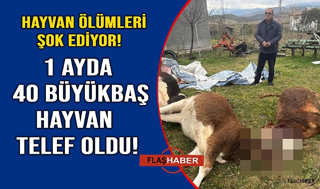 Sinop'ta hayvan ölümleri çözüm bekliyor