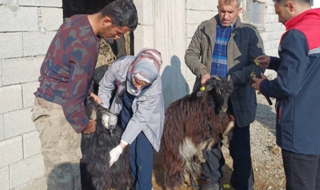 Şırnak&#039;ta hayvan sağlığına yönelik kapsamlı çalışma