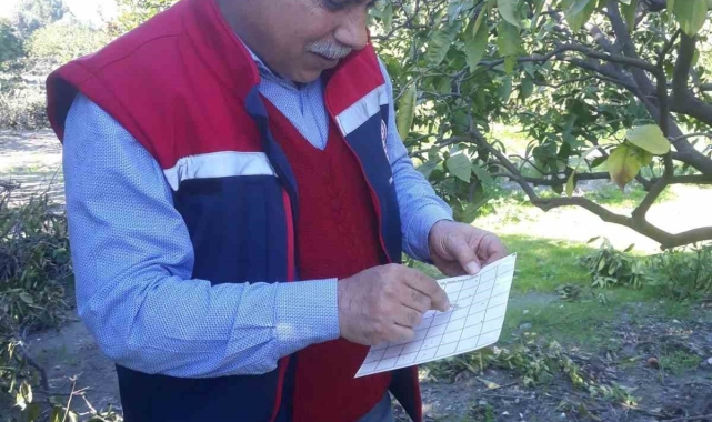Söke'de Akdeniz meyve sineğinde artış gözlemlenmedi