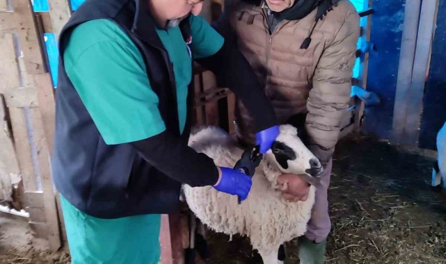 Söke'de küçükbaş hayvanların aşılanması devam ediyor