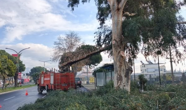 Sultanhisar'da belediye ekiplerinden yol ve ağaç budama çalışması