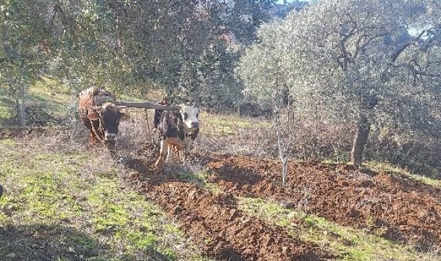 Teknolojinin işlemediği Aydın dağlarında çiftçilerin zorlu mesaisi erken başladı
