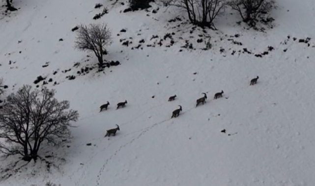 Tunceli'de vadilere inen yaban keçileri görüntülendi