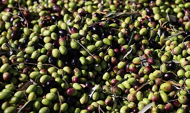 Türkiye 2024 yılında 60 milyon dolarlık zeytin ihraç etti