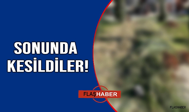 Uzamış bitkiler temizlendi