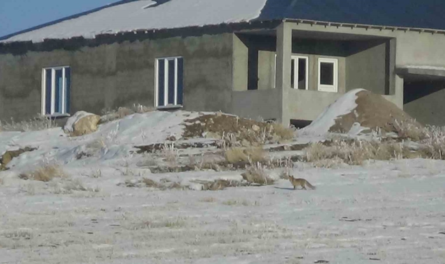 Van'da aç kalan tilkiler yerleşim yerlerine yakın yerlerde kar yiyecek aradı
