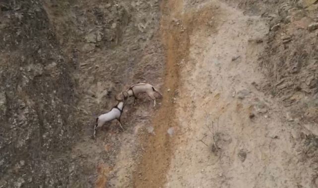 Yaban keçilerinin sarp kayalıklardaki kavgası dronla görüntülendi