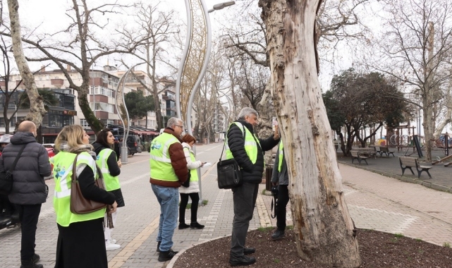 Yalova'da tarihi anıt ağaçlar uzmanlar tarafından incelendi