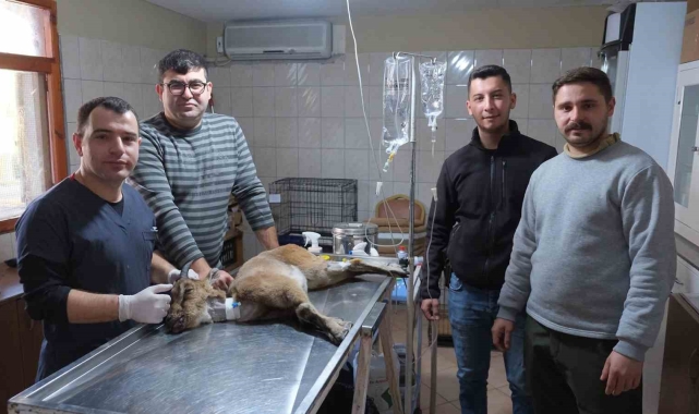 Yaralı bulunan dağ keçisi tedaviye alındı