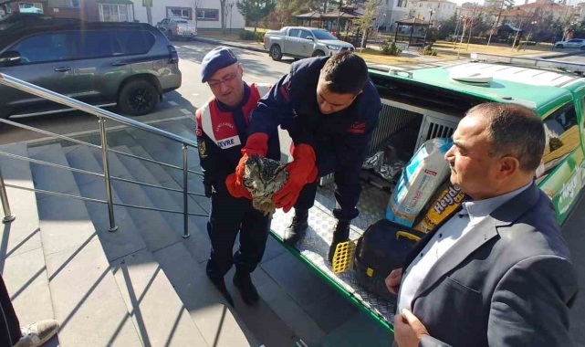 Yaralı bulunan puhu emin ellere teslim edildi